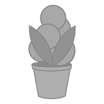 Pelargonium 'Wilhelm Languth'