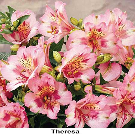 Tuberflora Nursery - Alstroemeria x hybrida 'Princess Lilies'