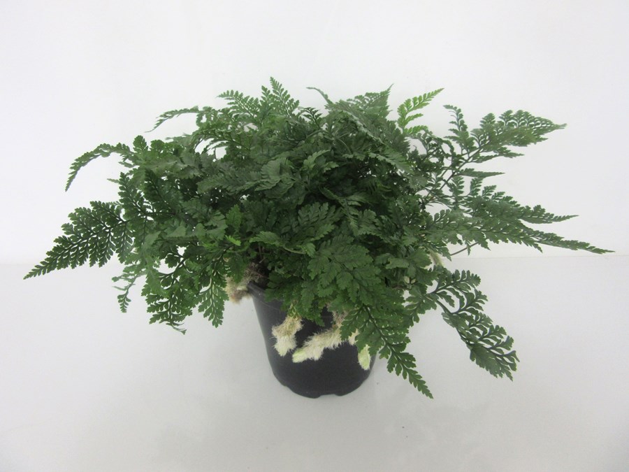 Tuberflora Nursery - Humata tyermanii