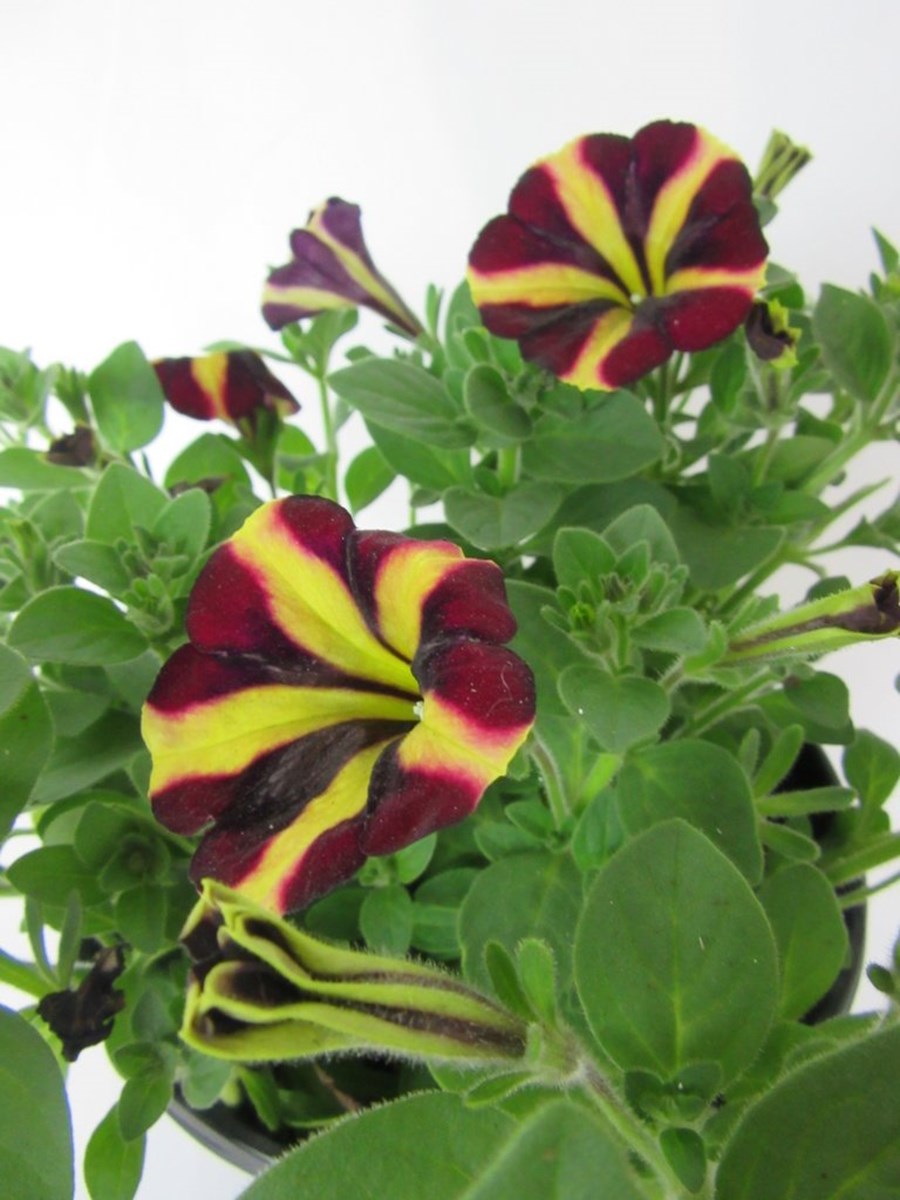 Tuberflora Nursery - Petunia Amore 'Fiesta'